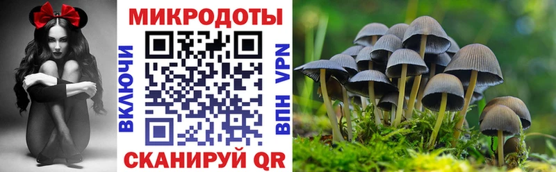 Купить  Чёрмоз  Псилоцибиновые грибы мицелий 